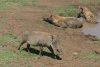 Eastern Warthog (Phacochoerus africanus massaicus)