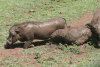 Eastern Warthog Scratching Rock