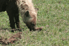 Feeding Spotted Hyena