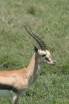 Thomson's Gazelle (Eudorcas thomsonii)