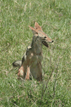 Eastern African Black-backed Jackal (Lupulella mesomelas schmidti)